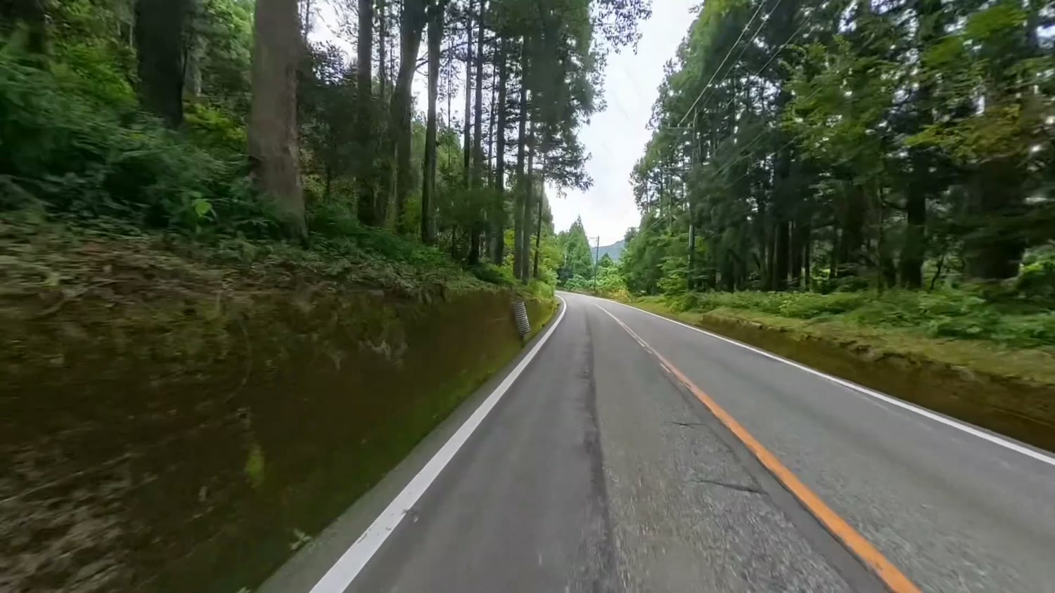 背の高い杉の木に囲まれた、中央線がオレンジ色の山あいの道